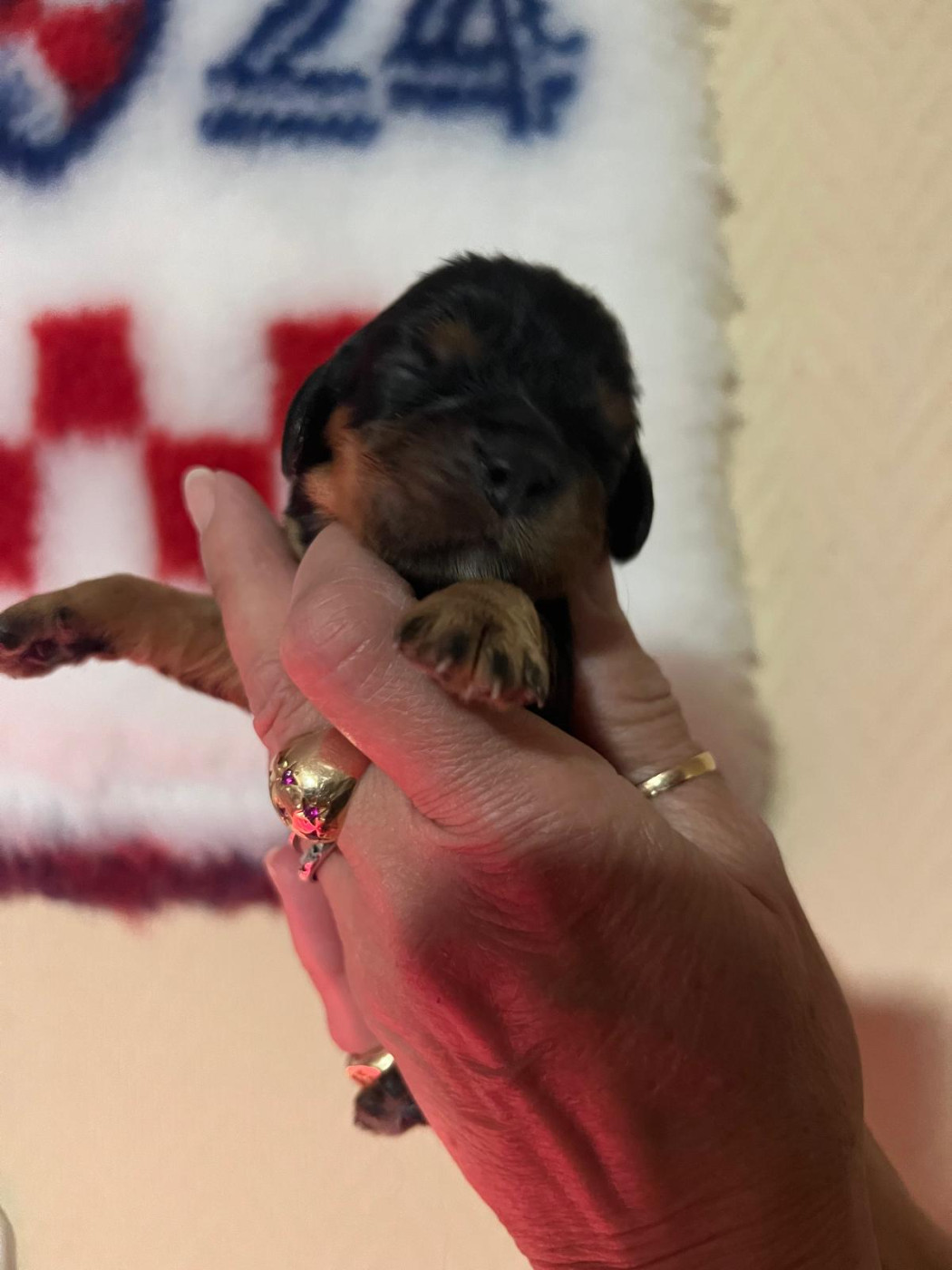 De L'âme Du Sorcier Cheyenne - Chiots disponibles - Cavalier King Charles Spaniel