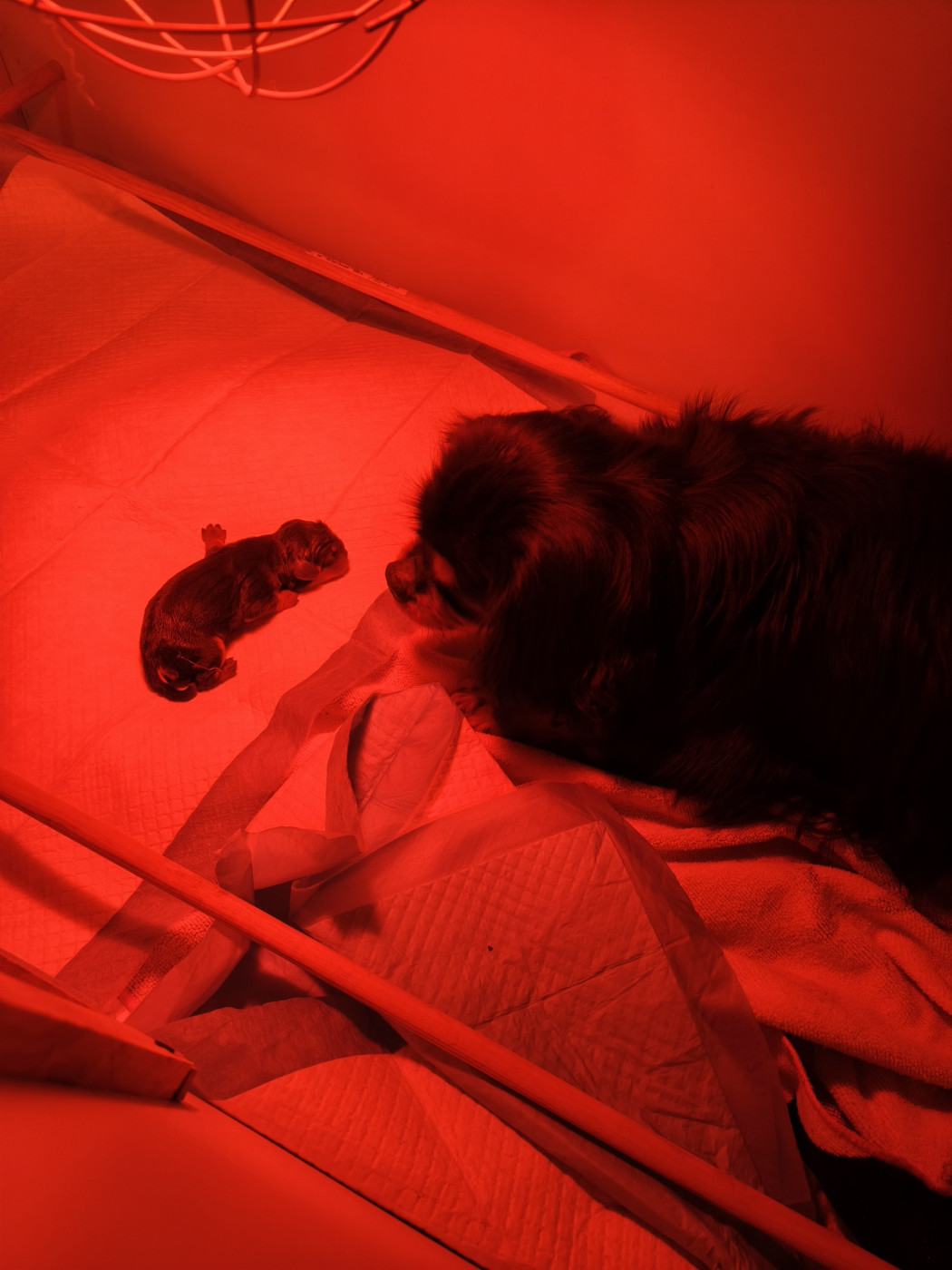 Chiot Cavalier King Charles Spaniel De L'âme Du Sorcier Cheyenne