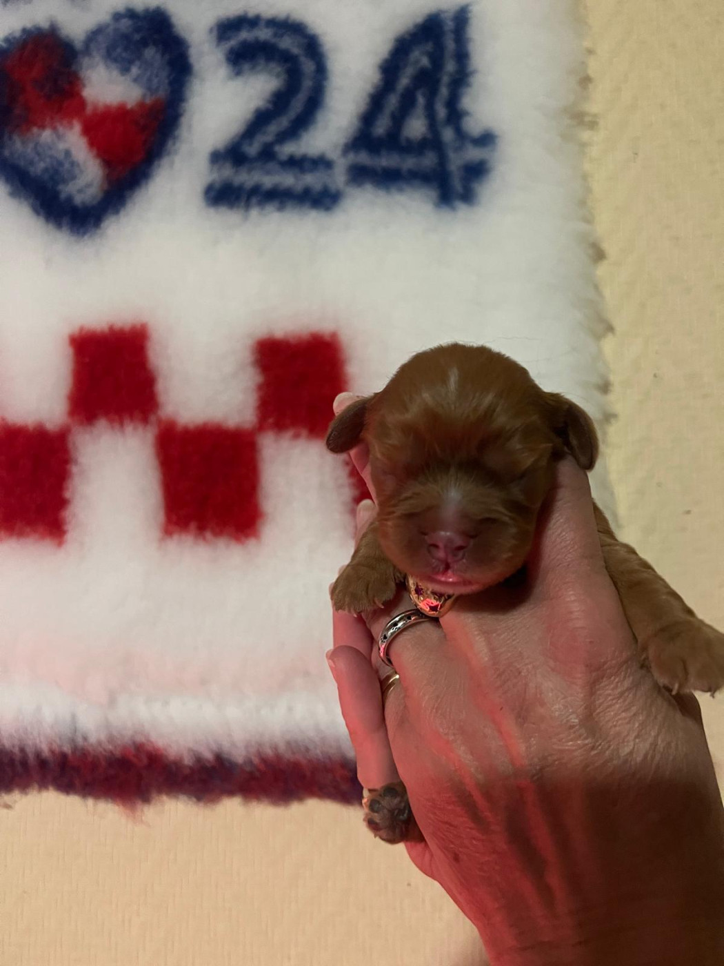 De L'âme Du Sorcier Cheyenne - Chiots disponibles - Cavalier King Charles Spaniel