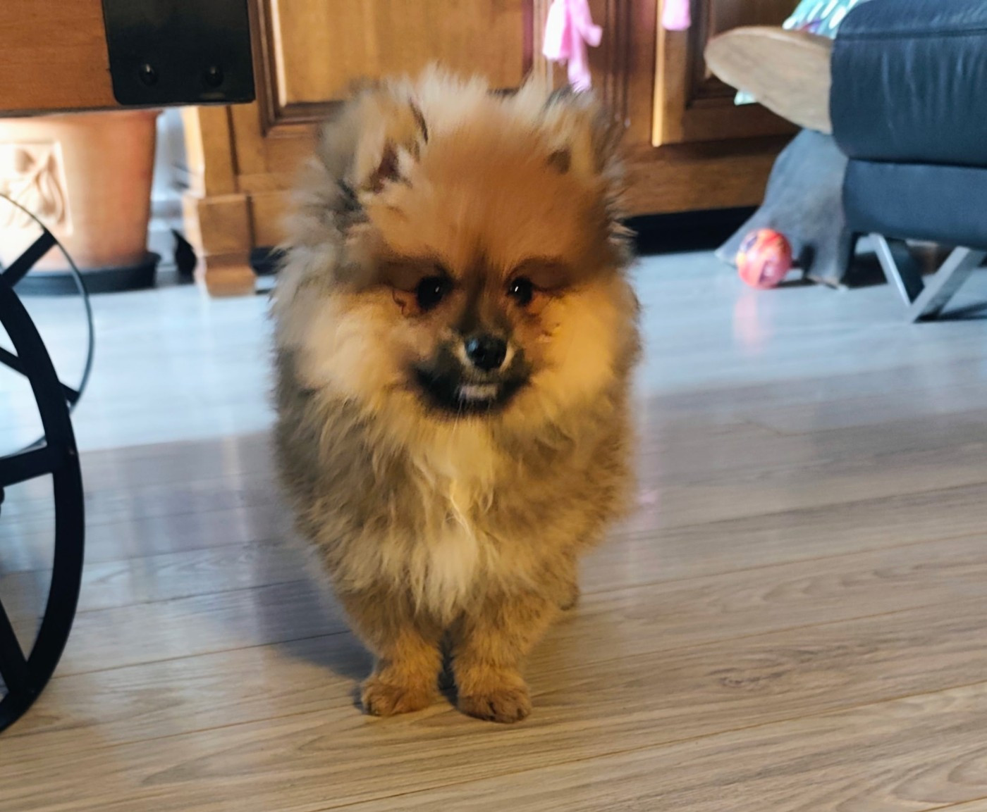 De L'âme Du Sorcier Cheyenne - Chiots disponibles - Spitz allemand