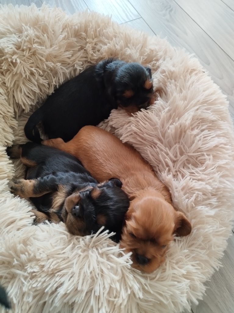 Chiot Cavalier King Charles Spaniel De L'âme Du Sorcier Cheyenne