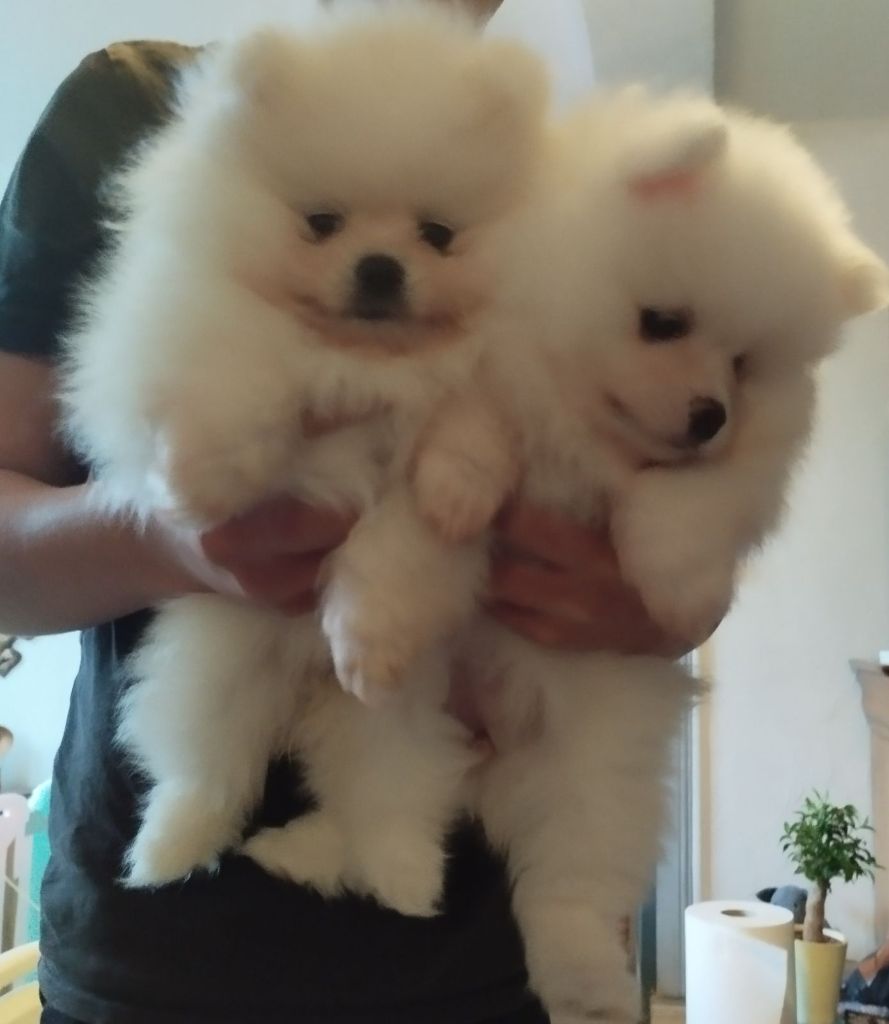 Chiot Spitz allemand De L'âme Du Sorcier Cheyenne